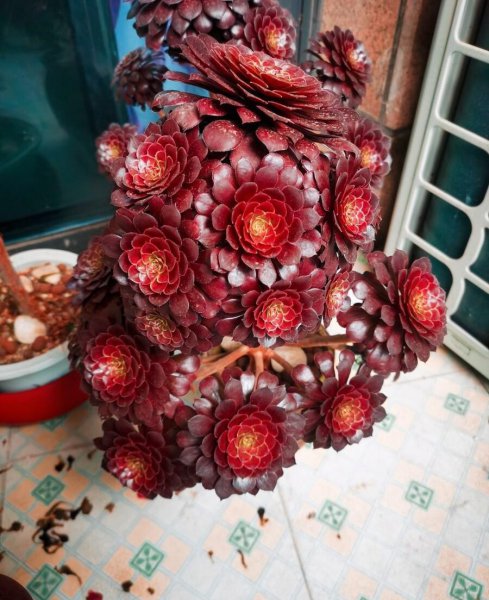 法师多肉喜阴还是喜阳