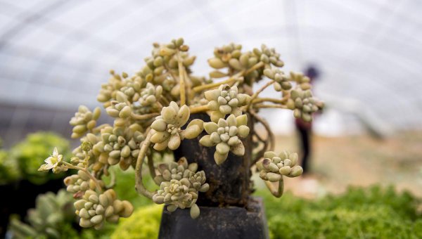 多肉植物的繁殖方式