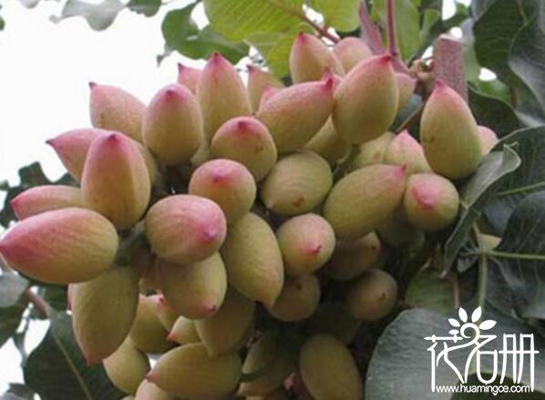 开心果树盆栽怎么养