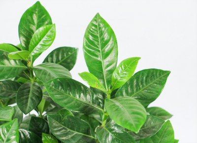 大叶栀子花盆栽怎么养 栀子花的养殖技术要点