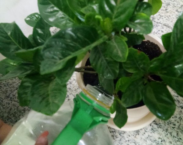 大叶栀子花盆栽怎么养