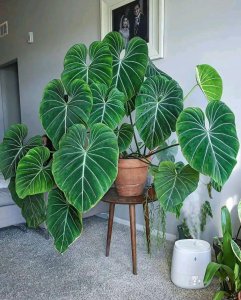 客厅里适合放什么绿植 盘点六种适合家养的植物