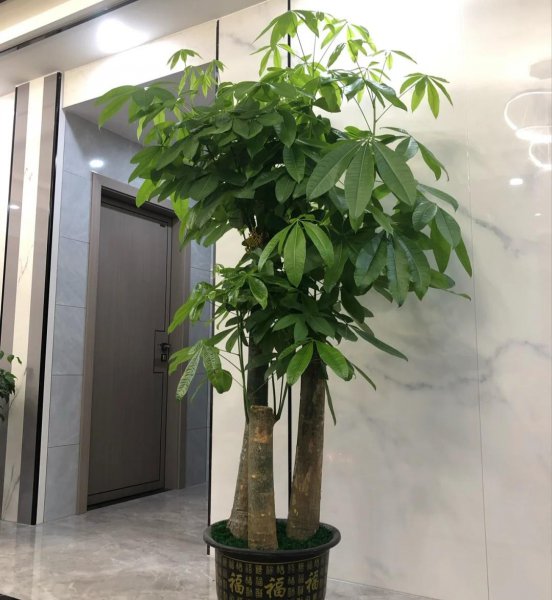 客厅里适合放什么绿植