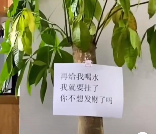 客厅里适合放什么绿植