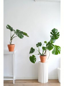 长寿花能放卧室养吗 适合卧室的盆栽植物推荐