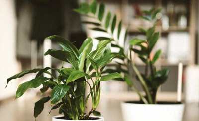 家居绿植什么最好 客厅适合摆放的十大植物
