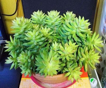 千佛手怎么养成老桩多头 多肉千佛手的养护小妙招