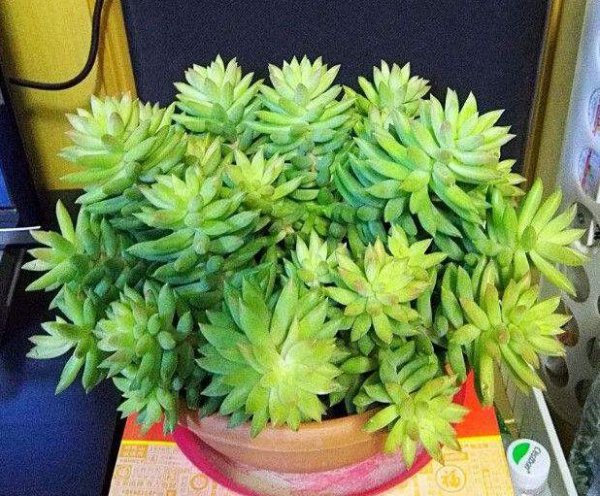 千佛手怎么养成老桩多头