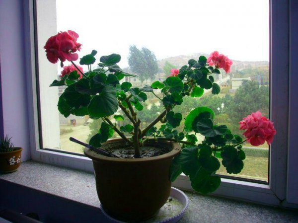 海棠花盆景怎么种植