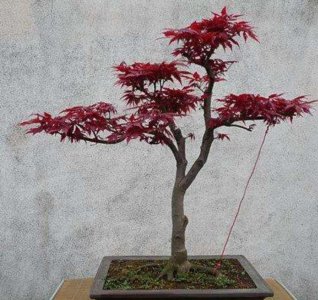 红叶盆栽植物名称及图片 红色叶子的室内盆栽