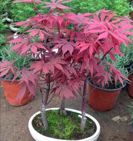 红叶盆栽植物名称及图片