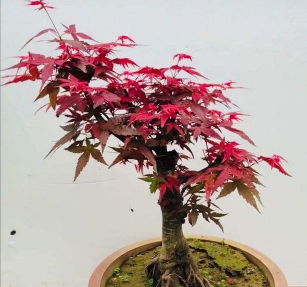 红叶盆栽植物名称及图片