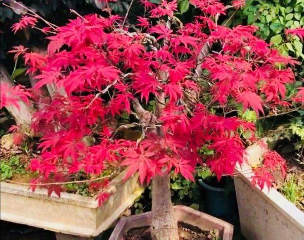 红叶盆栽植物名称及图片