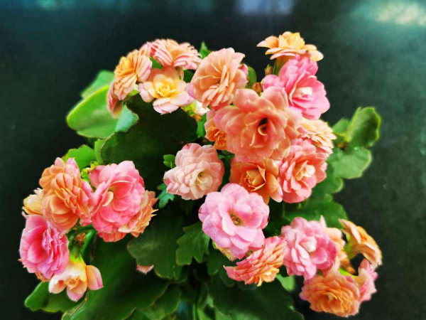 怎样繁殖长寿花