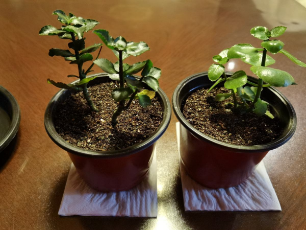 怎样繁殖长寿花