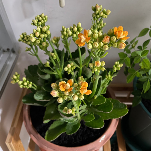 怎样繁殖长寿花