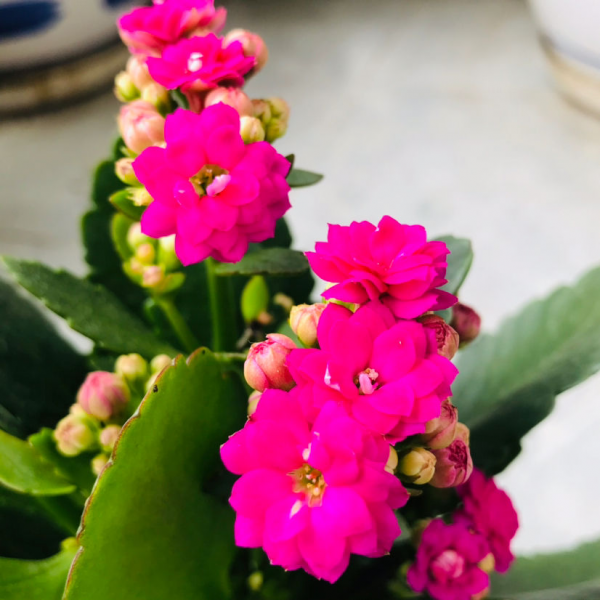 怎样繁殖长寿花
