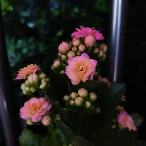 怎样繁殖长寿花