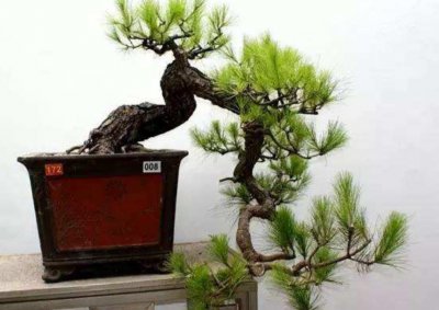 野生马尾松树桩盆景怎么养 马尾松盆景养殖方法