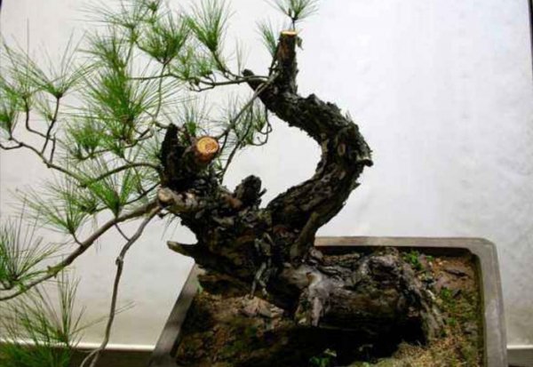 野生马尾松树桩盆景怎么养