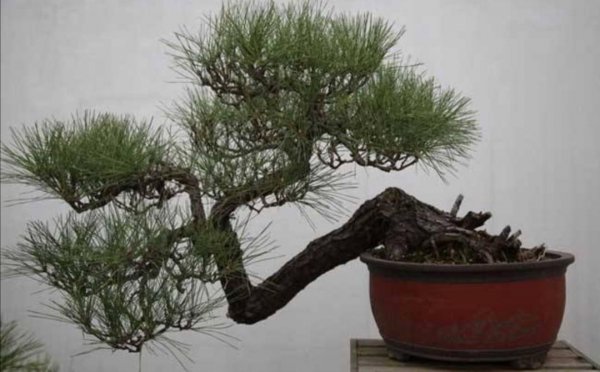 野生马尾松树桩盆景怎么养