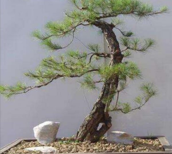 野生马尾松树桩盆景怎么养