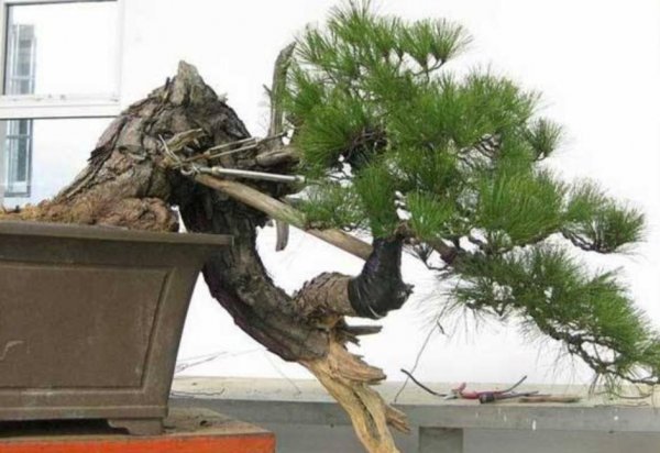 野生马尾松树桩盆景怎么养