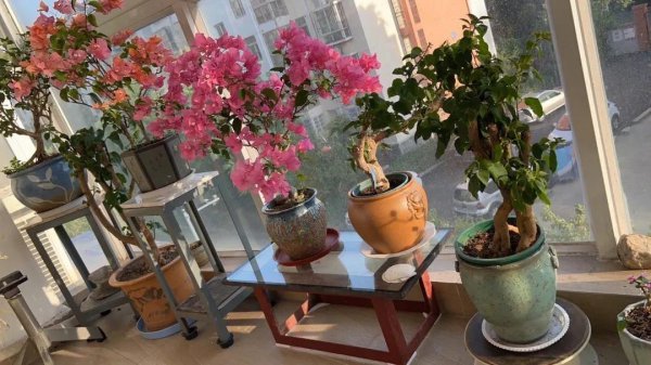 最好养的开花植物盆栽