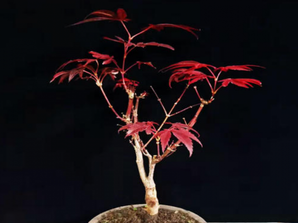 红枫盆景怎么修剪造型