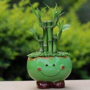 适合放办公室的绿植有哪些 最旺风水又好养的植物