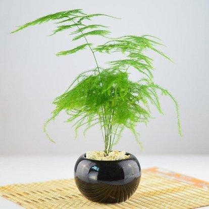 适合放办公室的绿植有哪些