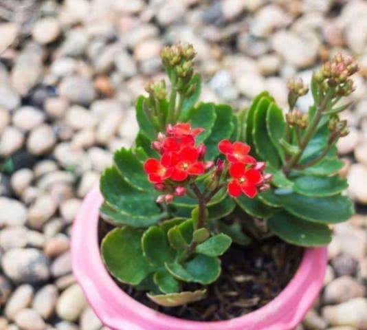 适合放办公室的绿植有哪些