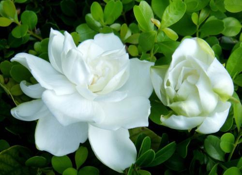 栀子花插花瓶怎么养护