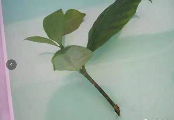 栀子花插花瓶怎么养护