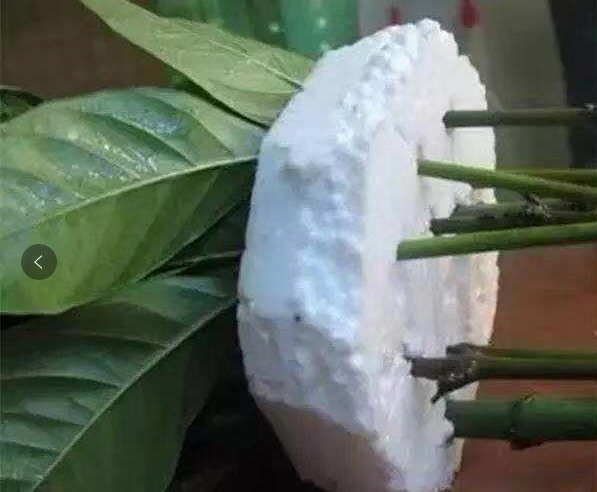 栀子花插花瓶怎么养护