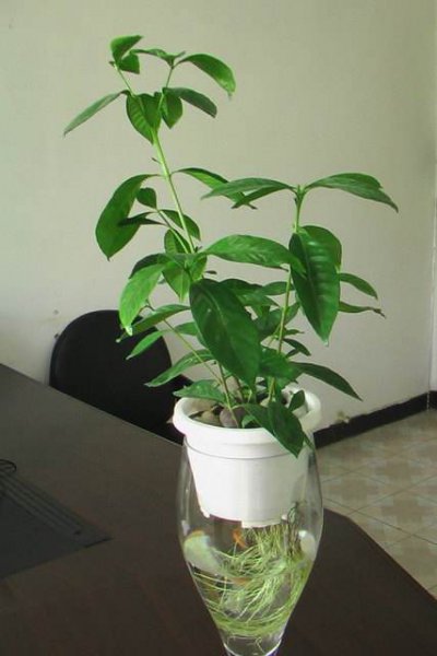 栀子花插花瓶怎么养护