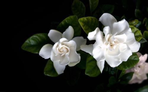 栀子花插花瓶怎么养护