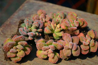 多肉植物的详细介绍 多肉的特点和外貌简介