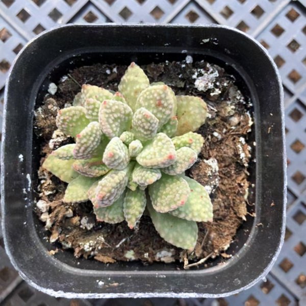 多肉植物的详细介绍
