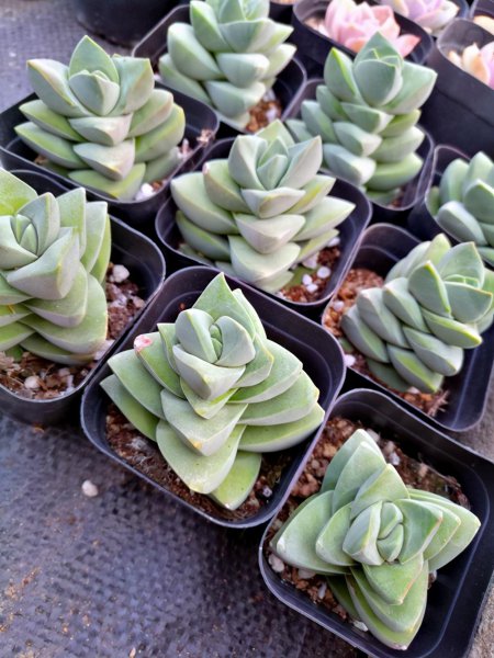 多肉植物的详细介绍