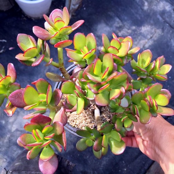 多肉植物的详细介绍