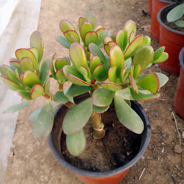 多肉植物的详细介绍