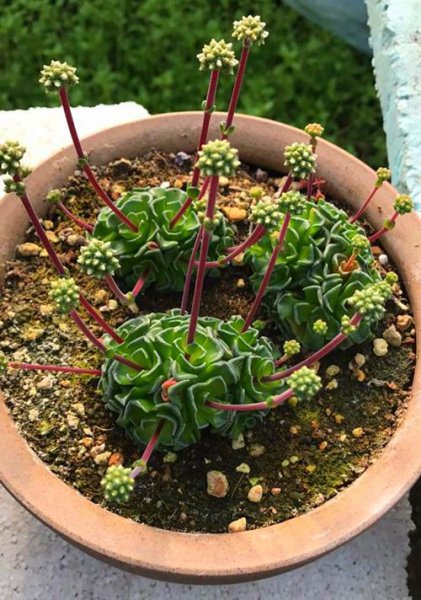 多肉植物的详细介绍