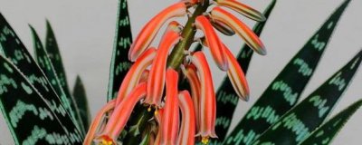 翠花掌开花了怎么养护 翠花掌的简单养法