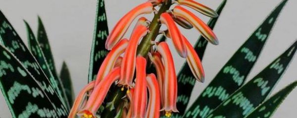 翠花掌开花了怎么养护