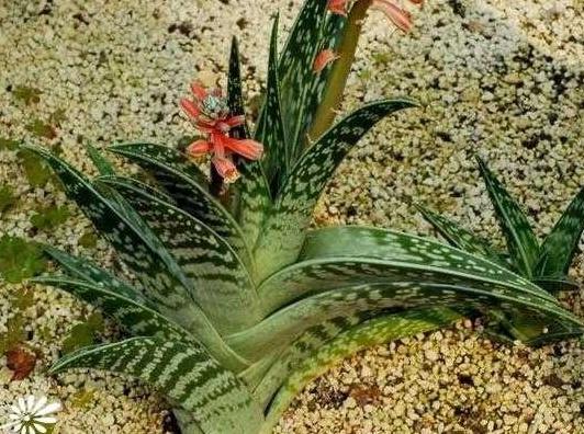 翠花掌开花了怎么养护