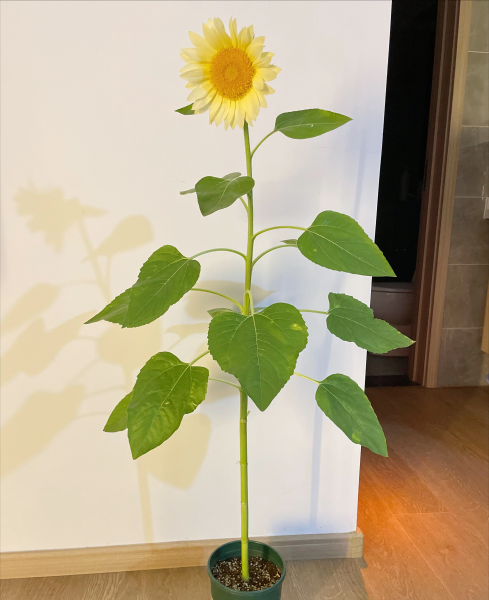 向日葵花期过了会枯萎吗