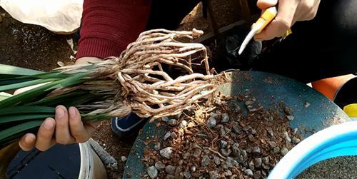 新买的兰花如何上盆换土