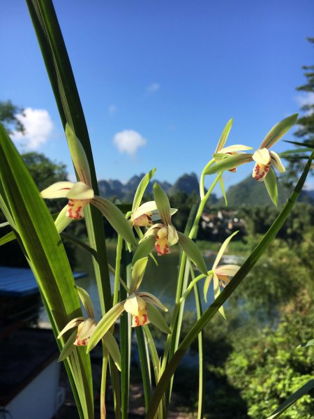 新买的兰花如何上盆换土