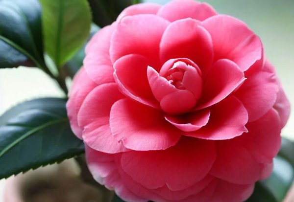 家里养茶花好不好呢